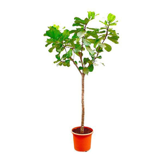 Geigen-Feige – Ficus Lyrata XXL – Zimmerpflanze 300cm – Ø55cm – Exklusive Designpflanze mit großen geigenförmigen Blättern – Tropische XXL-Kübelpflanze für Wohnzimmer, Büro & Wintergarten