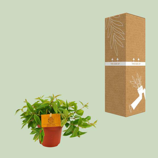 Zwergpfeffer - Peperomia Ang. Rocca Vivace - Zimmerpflanze - Ø11cm - ↕15cm