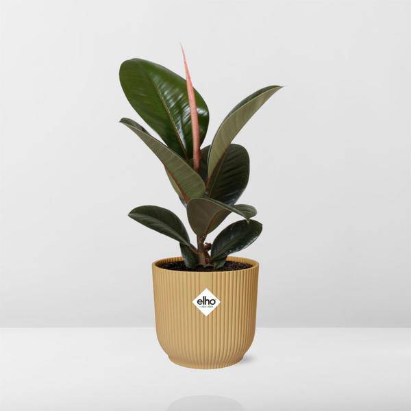 Gummibaum - Ficus Elastica 'Robusta' - Zimmerpflanze + Topf Vibes Fold 14cm Gelb
