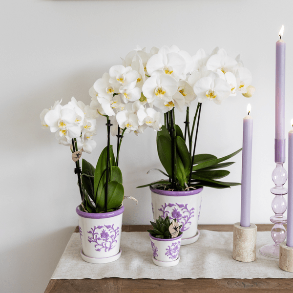 Malaga Topf - Flieder - Ø12cm