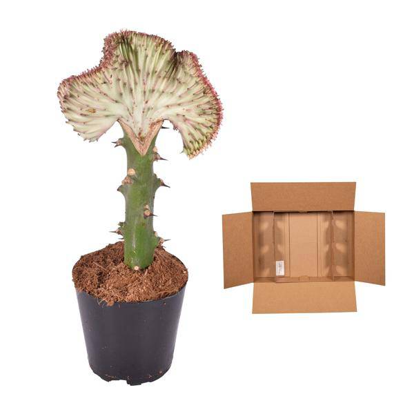 Euphorbia lactea Cristata Rot – Korallen-Wolfsmilch – Zimmerpflanze ca. 35cm – ø12cm – Exotische Sukkulente in Korallenform – Pflegeleichte Kaktuspflanze für sonnige Standorte