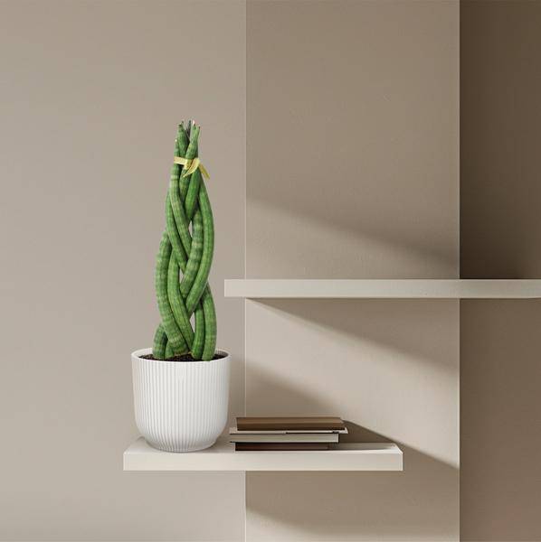 Sansevieria cylindrica Twist – Bogenhanf – pflegeleichte Zimmerpflanze – luftreinigend – ↕40cm – Ø10,5cm