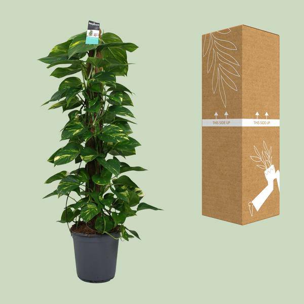 Efeutute - Scindapsus Epipremnum - Zimmerpflanze - Ø24cm - ↕120cm