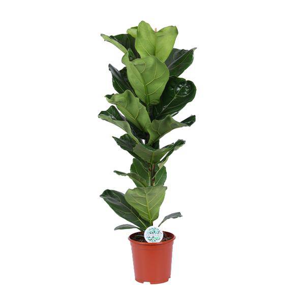 Geigen-Feige - Ficus Lyrata - Zimmerpflanze - Ø21cm - ↕90cm