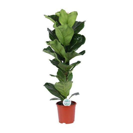 Geigen-Feige - Ficus Lyrata - Zimmerpflanze - Ø21cm - ↕90cm