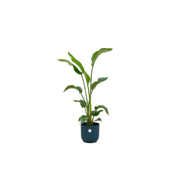 Baum-Strelitzie - Strelitzia Nicolai - Zimmerpflanze + Topf Vibes Fold Rund Blau Ø22cm - 100cm