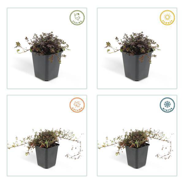 Braunrotes Stachelnüsschen Acaena microphylla 'Kupferteppich' – 60 Pflanzen – ↕10-25cm – Ø9cm – Bodendecker – Blühend & pflegeleicht – Sonne & Schatten