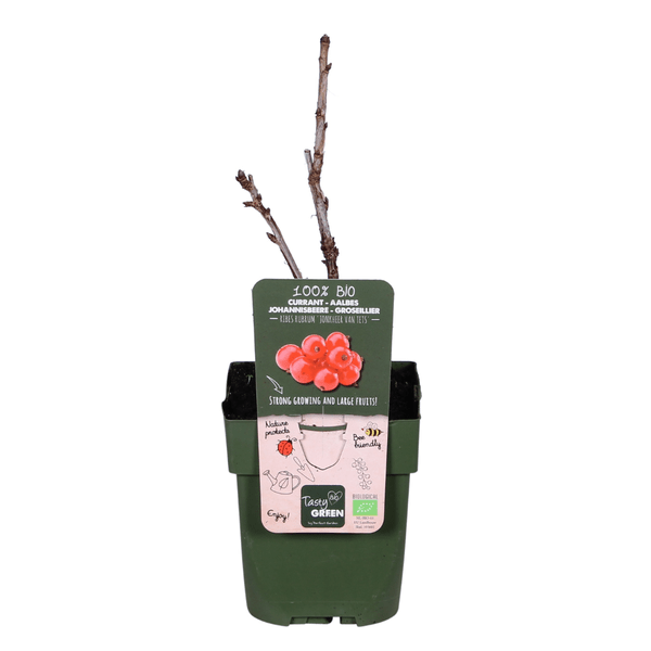 Rote Johannisbeere - Ribes rubrum 'Jonkheer van Tets' - Ø13cm - ↕45cm