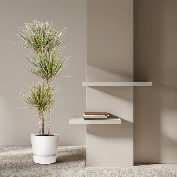 Drachenbaum – Dracaena Bicolor Carrousel 150cm – Ø24cm – Zimmerpflanze mit zweifarbigen Blättern in Grün & Cremeweiß – Pflegeleichte dekorative Grünpflanze für Wohnzimmer, Büro & Wintergarten