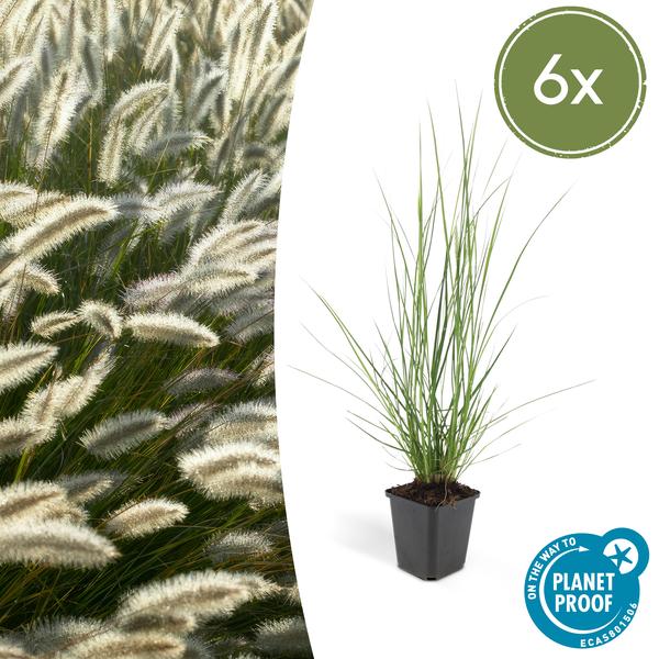 Lampenputzergras Pennisetum alopecuroides 'Hameln' – ↕10-25cm – Ø9cm – 6 Pflanzen – Cremige Blüten von August–Herbst – Pflegeleichtes Ziergras für Garten & Pflanzgefäße