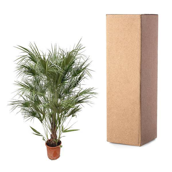 Grüne Zwergpalme – Chamaerops Humilis 170cm – Ø30cm – Mediterrane Kübelpflanze mit fächerförmigen Blättern – Robuste Palme für Garten, Terrasse, Wintergarten & Balkon – Pflegeleicht