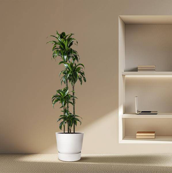 Drachenbaum – Dracaena Dorado 170cm – Ø27cm – Zimmerpflanze mit gold-grünen Blättern – Tropische Dekopflanze für Wohnzimmer, Büro & Wintergarten – Pflegeleicht