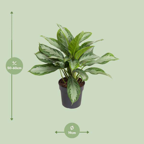 Kolbenfaden - Aglaonema Cutlass - Zimmerpflanze - Ø19cm - ↕60cm
