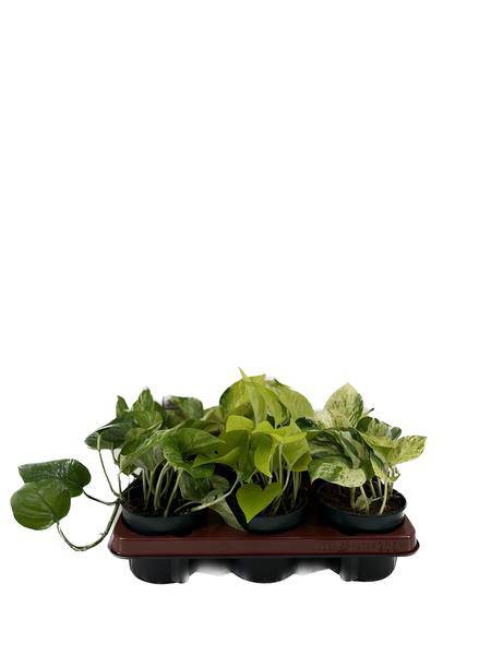 Efeutute - Epipremnum Mix - Ø12cm - ↕15cm - 6 Stück