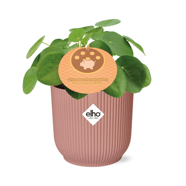Chinesischer Geldbaum Pilea Peperomioides – Zimmerpflanze 12cm inkl. Ziertopf Vibes Fold Rosa Ø14cm – Glückspflanze mit runden Blättern – Pflegeleicht & dekorativ für Wohnzimmer, Büro & Schlafzimmer