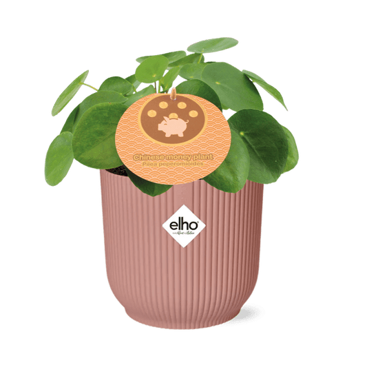 Chinesischer Geldbaum Pilea Peperomioides – Zimmerpflanze 12cm inkl. Ziertopf Vibes Fold Rosa Ø14cm – Glückspflanze mit runden Blättern – Pflegeleicht & dekorativ für Wohnzimmer, Büro & Schlafzimmer