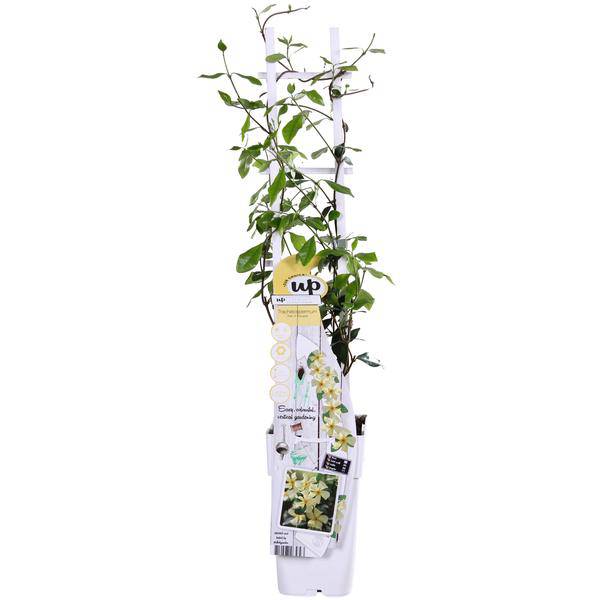 Sternjasmin Trachelospermum 'Star of Toskana' – Gelb – Immergrüne Kletterpflanze – ca. 65cm Höhe – Duftender mediterraner Jasmin für Terrasse & Balkon