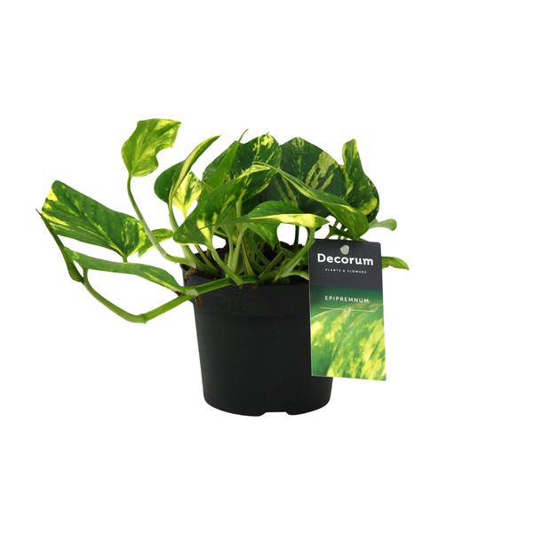 Efeutute - Scindapsus Epipremnum N'joy Gold - Zimmerpflanze - Ø12cm - ↕25cm