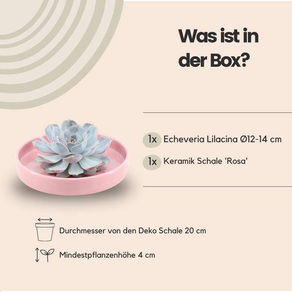 Sukkulente - Echeveria Lilacina im Schiefer 'Rosa' - Zimmerpflanze - Ø20cm - ↕5cm
