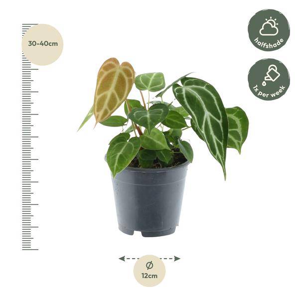 Anthurium Crystallinum – Flamingoblume – Zimmerpflanze ↕35cm – Ø12cm – Exotische Grünpflanze mit herzförmigen Blättern & weißen Blattadern – Dekopflanze für Wohnzimmer & Büro