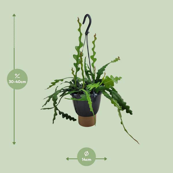Sägeblattkaktus - Epiphyllum Anguliger - Zimmerpflanze - Ø14cm - ↕35cm