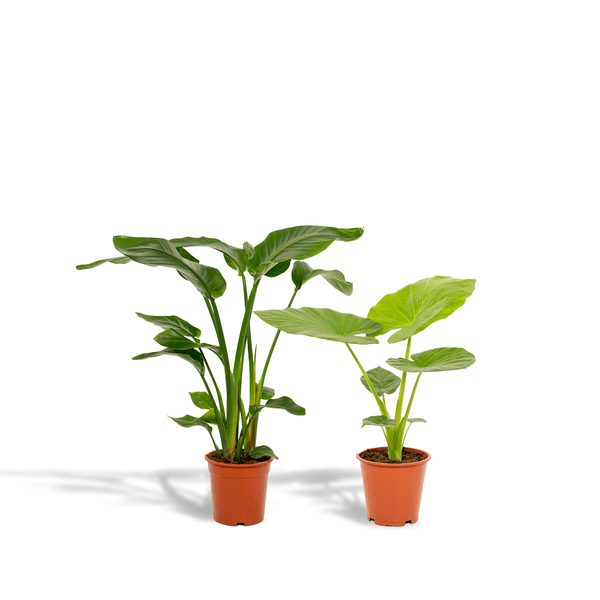 Pflanzenset - Strelitzia Nicolai - Ø19cm - ↕85cm + Alocasia Macrorrhiza - Ø19cm - ↕70cm
