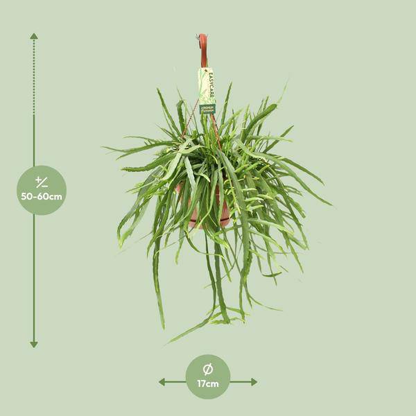 Blattkaktus - Lepismium Bolivianum - Zimmerpflanze - Ø17cm - ↕55cm
