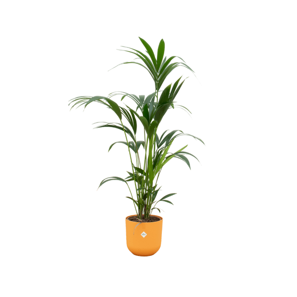 Kentia Palme - Forstersche Kentia - Zimmerpflanze - Ø26cm - ↨160cm + Topf Jazz Gelb
