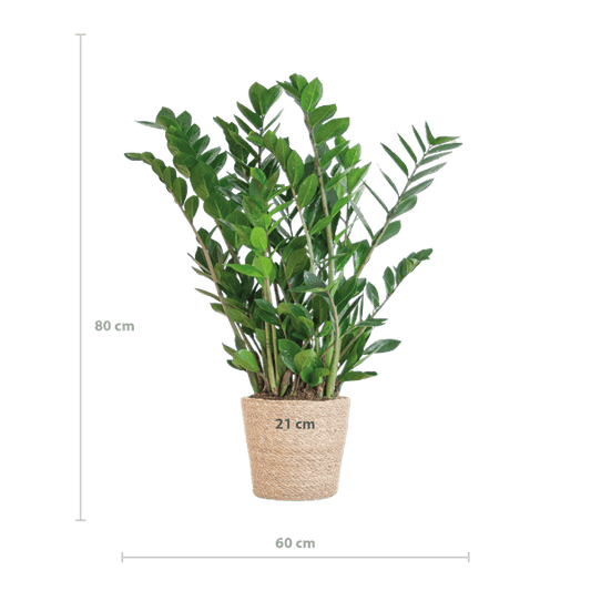 Zamioculcas Zamiifolia 80cm – Glücksfeder Zimmerpflanze Ø21cm – robuste & pflegeleichte Pflanze für Zuhause & Büro – inkl. handgeflochtenem Seegras-Korb Sofia Natur