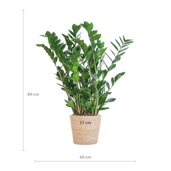 Zamioculcas Zamiifolia 80cm – Glücksfeder Zimmerpflanze Ø21cm – robuste & pflegeleichte Pflanze für Zuhause & Büro – inkl. handgeflochtenem Seegras-Korb Sofia Natur