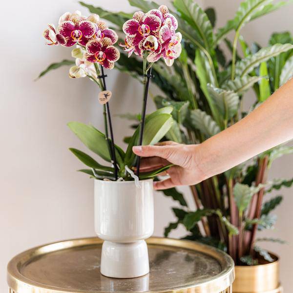 Überraschungsbox - 4 verschiedene Orchideen
