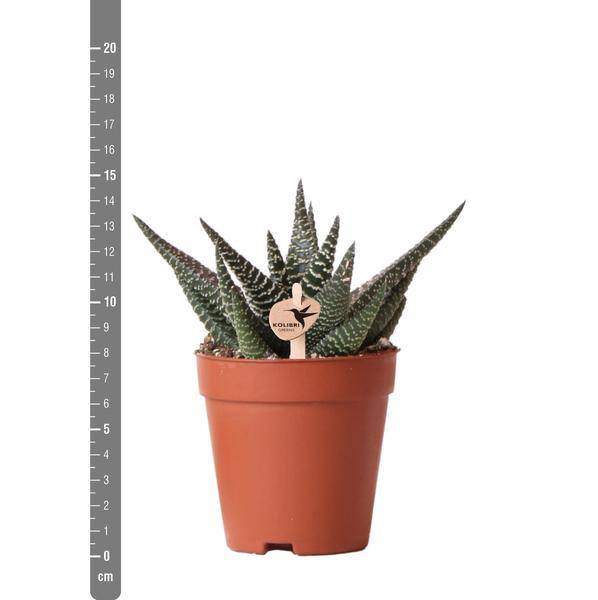 Sukkulente Haworthia Royal Highness – Grüne & Weiße Zimmerpflanze – Ø9cm – Pflegeleicht & Robust – Ideal für helle Standorte