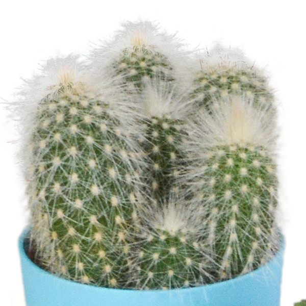 Kaktus - Mix - 5,5 cm - 5 Stück - Zimmerpflanze - im Topf mit Klee