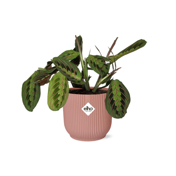 Pfeilwurz - Maranta Leuconeura 'Fascinator' Tricolor - Zimmerpflanze + Topf Vibes Fold 14cm Rosa