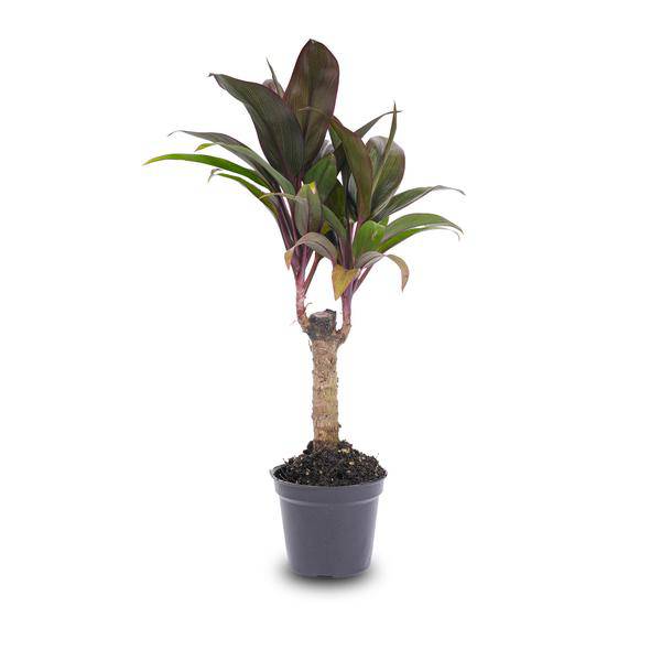 Mini-Palme - Keulenlilie - Cordyline fruticosa 'Purple Compacta' - Terrarienpflanze - Topfgröße 6