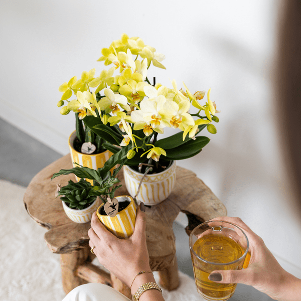 Topf - Bemalter Streifen - Gelb - Ø6cm