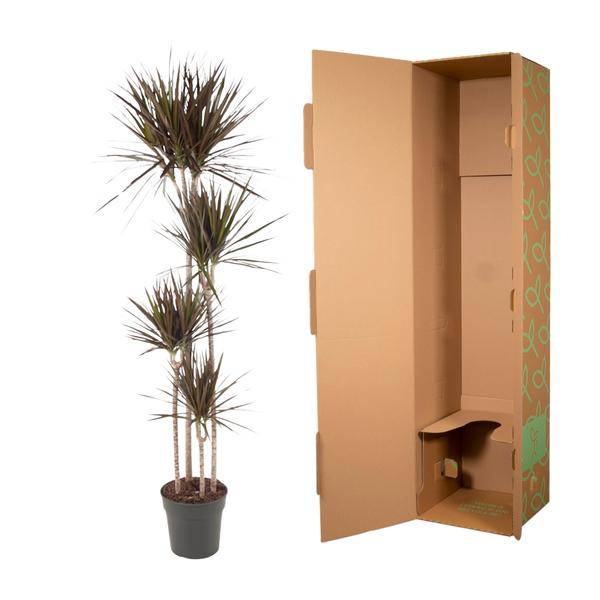 Drachenbaum – Dracaena Magenta 180cm – Ø27cm – Zimmerpflanze mit grünen Blättern & magentafarbenem Rand – Tropische Dekopflanze für Wohnzimmer, Büro & Wintergarten – Pflegeleicht