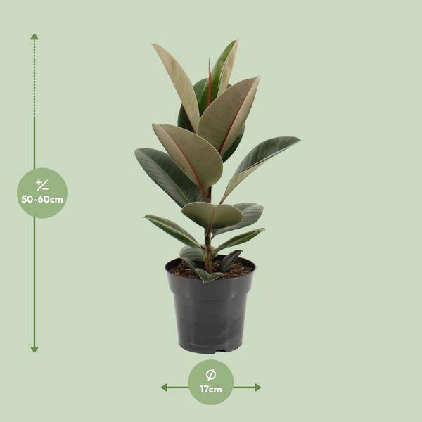 Gummibaum - Ficus Elastica Robusta - Zimmerpflanze - Ø17cm - ↕55cm