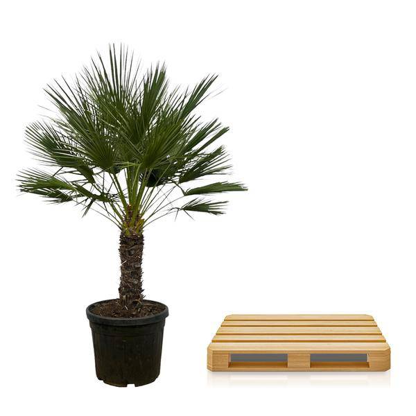 Chamaerops Humilis auf Stiel – Zwergpalme – Fächerpalme – Mediterrane Zimmer- und Kübelpflanze – Ø45cm – ↕150cm