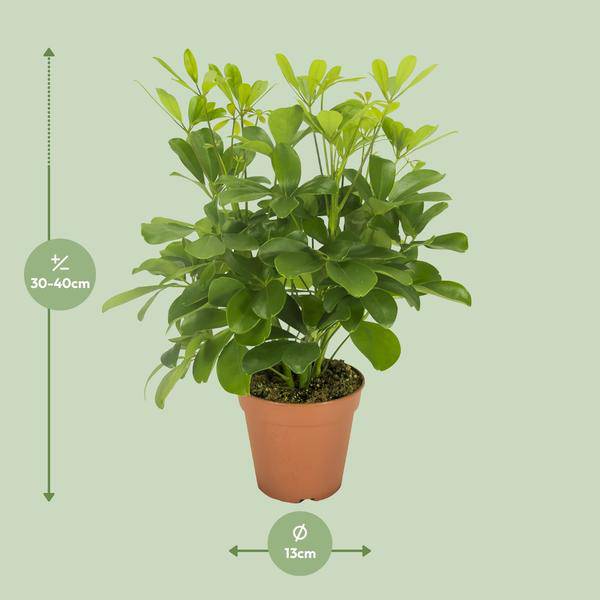 Strahlenaralie - Schefflera Nora - Zimmerpflanze - Ø13cm - ↕35cm