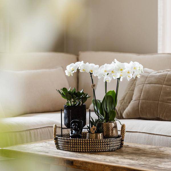 Pflanzenset Home Hub – Weiß blühende Phalaenopsis-Orchidee & 2 Grünpflanzen – inkl. Keramik-Ziertöpfe (Schwarz & Kupfer) – Geschenkset mit Zubehör – Topfgrößen 6cm & 9cm