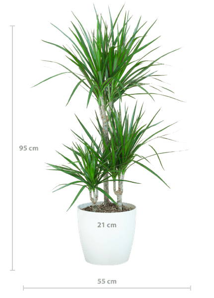 Dracaena Marginata – Drachenbaum – Zimmerpflanze – ca. 95cm hoch – Ø21cm – inkl. nachhaltigem Viber Übertopf Weiß – pflegeleichte tropische Grünpflanze