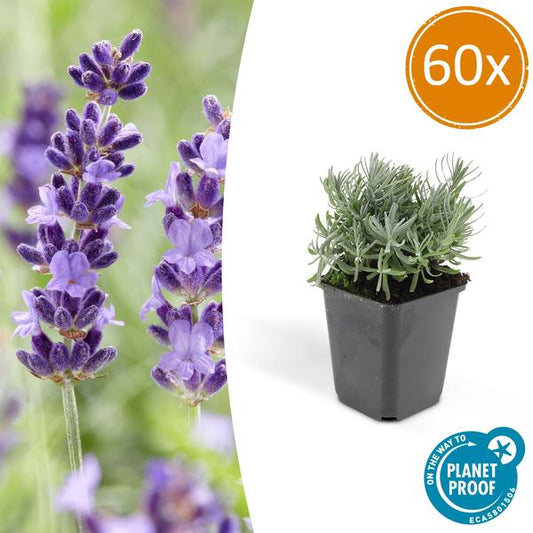 Lavandula angustifolia 'Hidcote' – Lavendel – Reich blühend – ↕10-25 cm – Ø9 cm – 60 Pflanzen – Pflegeleicht & sonnig – Für Garten, Beete & Balkon