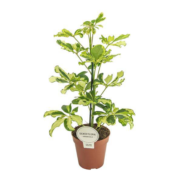 Strahlenaralie - Schefflera Charlotte - Zimmerpflanze - Ø13cm - ↕45cm