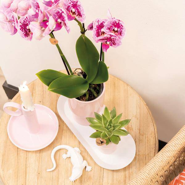 Phalaenopsis Orchideen El Salvador Lila – Zimmerpflanzen – 4 Orchideen – Ø9cm – mit 2-3 Zweigen – edle Orchidee in Diamond-Linie