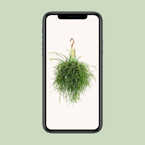 Korallenkaktus - Rhipsalis Pulchra - Zimmerpflanze - Ø14cm - ↕35cm