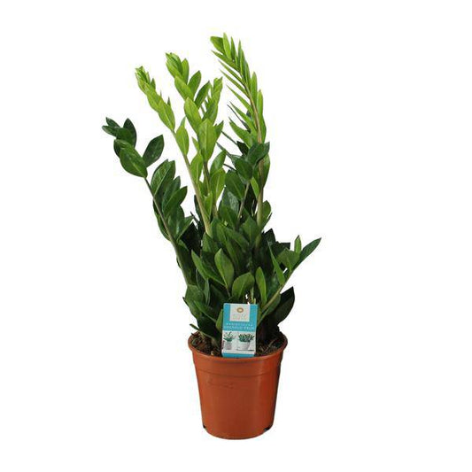 Glücksfeder - Zamioculcas Zamiifolia - Zimmerpflanze - Ø17cm - ↕65cm