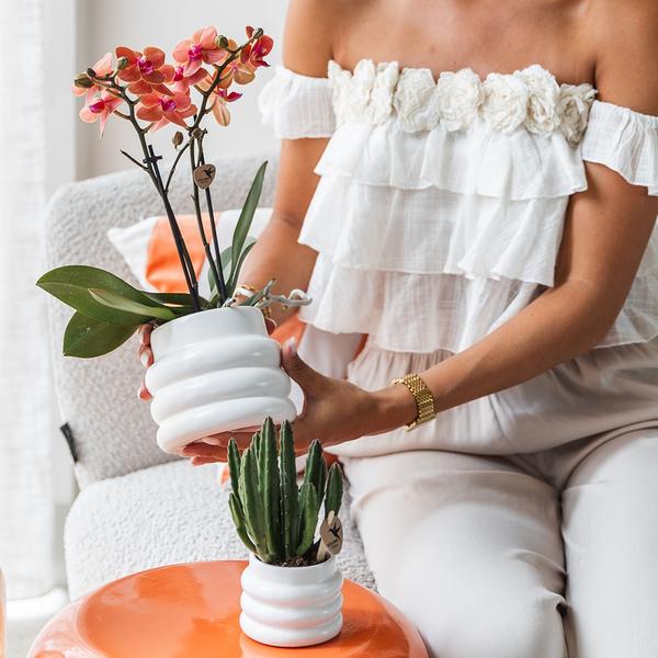 Phalaenopsis Orchidee Mineral Bolzano Orange – Zimmerpflanze mit 2–3 Zweigen – Inklusive Bubble Keramiktopf Weiß Ø9cm – Edle Orchidee für Wohnzimmer, Esszimmer & Büro
