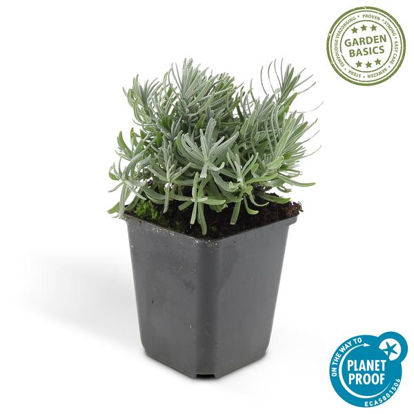 Lavender Lavandula 'Hidcote' – 6 Pflanzen – Reich blühender Lavendel – ↕10-25cm – Ø9cm – pflegeleicht & sonnig