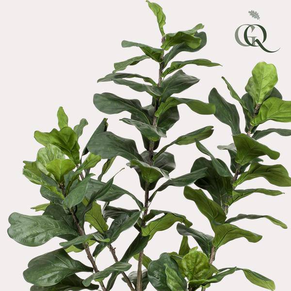 Ficus Lyrara - Tabakpflanze - Zimmerpflanze - Kunstpflanze - ↕210cm